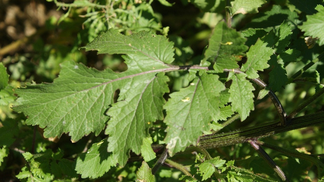 Sinapis alba / Senape bianca